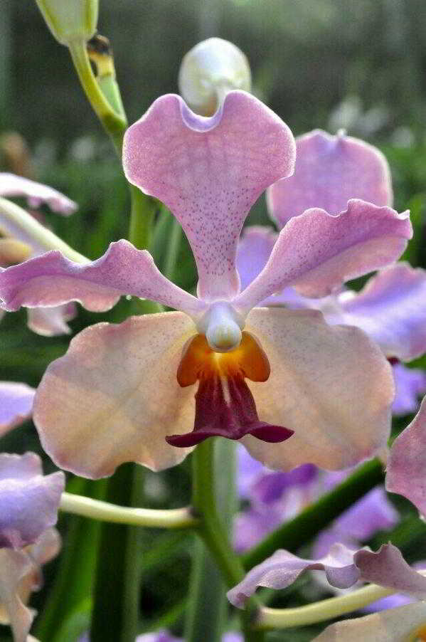 Papilionada Henecia Kim Hyun Joong -