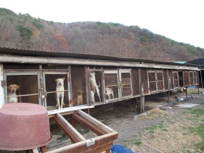 Yangsan-Deokgae-dong-Dog-Farm-Slaughterhouse1