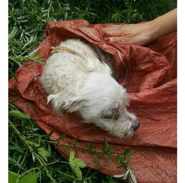 Hyorin yardıma muhtaç bir köpeğin fotoğrafını çekti.