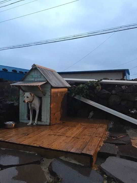 12239982_905559269563115_8912758697946555218_n