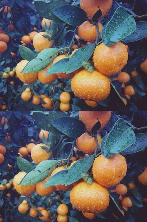 12274683_905558979563144_1862111338259835026_n