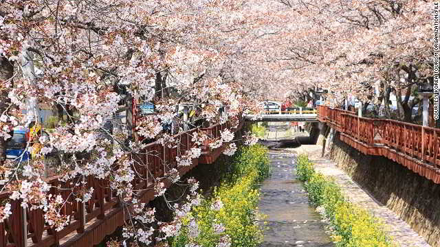 130408142226-south-korea-blossom-gallery-8-horizontal-gallery