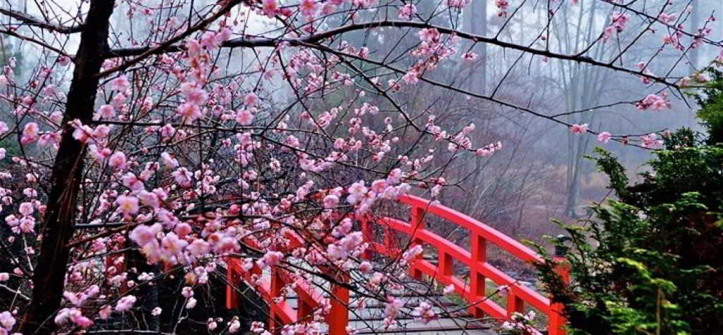 Cherry-Blossom-Festival-Japan-1728x800_c