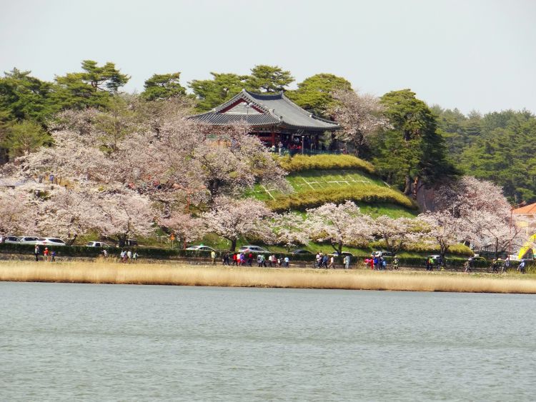 gyeongpo_lake_cherry_blossoms