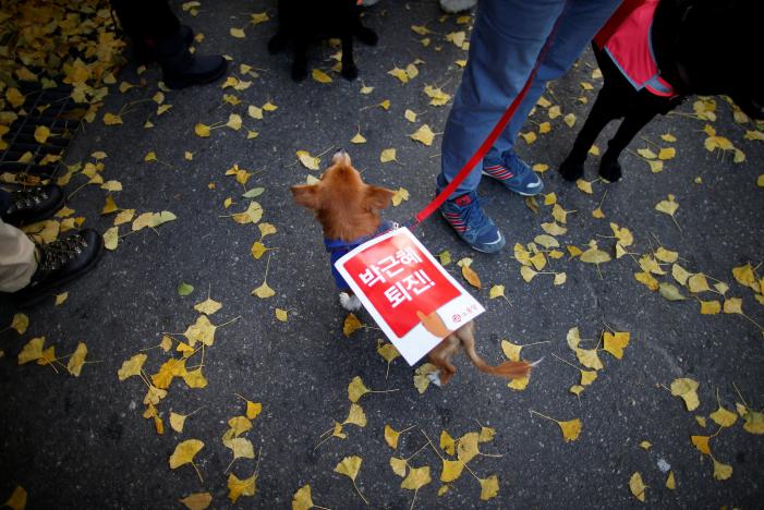 A dog with a sign that reads "Step down Park Geun-hye" is seen during a rally calling for President Park Geun-hye to step down in central Seoul, South Korea, November 12, 2016. REUTERS/Kim Hong-Ji
