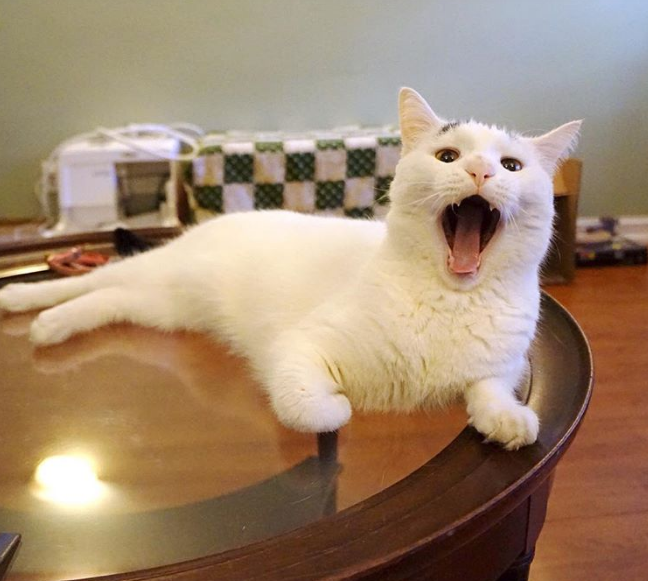 Eğer BTS Ünlü Bir Kedi Olsaydı Kim Olurdu? KoreZin