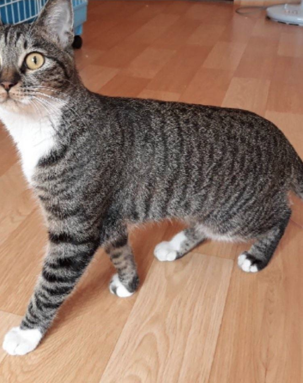 Hayranlar, Kim Yong Guk�un Kedisini Hayvan Barınağında Görünce İlişki